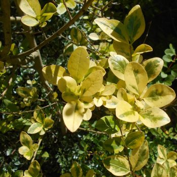   Sárga-tarka levelű fagyal - Ligustrum ovalifolium 'Aureum'