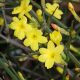 Téli jázmin - Jasminum nudiflorum