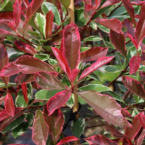 Korallberkenye - Photinia x fraseri ’Pink Marble’