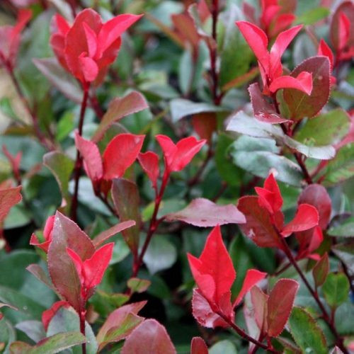 Törpe korallberkenye - Photinia x fraseri ’Little Red Robin’