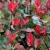 Photinia x fraseri ’Little Red Robin’ - Törpe korallberkenye K1,5