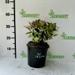 Photinia x fraseri ’Little Red Robin’ - Törpe korallberkenye K1,5