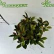 Photinia x fraseri ’Little Red Robin’ - Törpe korallberkenye K1,5
