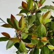 Photinia x fraseri ’Little Red Robin’ - Törpe korallberkenye K1,5