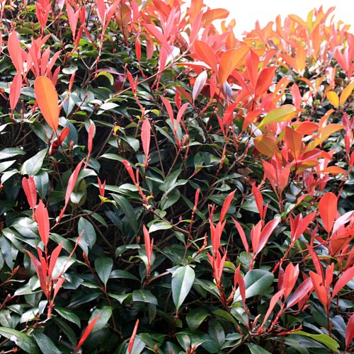 Korallberkenye - Photinia x fraseri ’Red Robin’