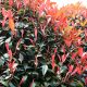 Korallberkenye - Photinia x fraseri ’Red Robin’