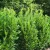 Oszlopos babérmeggy - Prunus laurocerasus 'Green Torch'