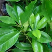 Babérmeggy - Prunus laurocerasus 'Novita' 