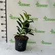 Babérmeggy - Prunus laurocerasus 'Novita' 