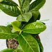 Babérmeggy - Prunus laurocerasus 'Novita' 