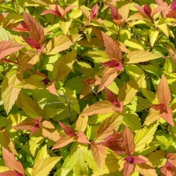 Aranypiros japán gyöngyvessző - Spiraea japonica 'Goldflame'