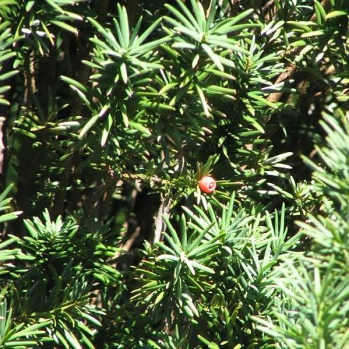 Oszlopos tiszafa - Taxus baccata 'Fastigiata Robusta'