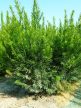 Oszlopos tiszafa - Taxus x media 'Groenland'