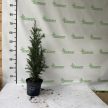 Oszlopos tiszafa - Taxus x media 'Groenland'