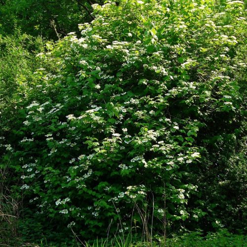 Kányabangita - Viburnum opulus