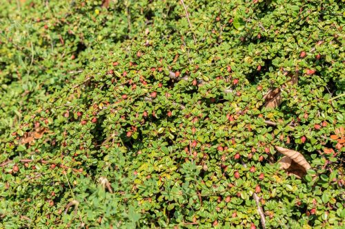 Havasi madárbirs - Cotoneaster congestus