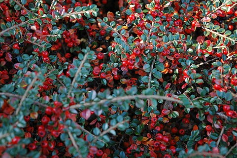 Madárbirs - Cotoneaster dammeri 'Coral Beauty'