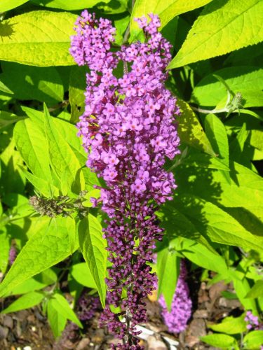 Nyáriorgona - Buddleja davidii 'Moonshine'