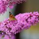 Nyáriorgona - Buddleja davidii 'Pink Delight'