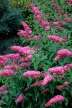 Nyáriorgona - Buddleja davidii 'Pink Delight'