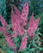Nyáriorgona - Buddleja davidii 'Pink Delight'