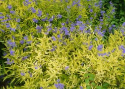 Kínai kékszakáll - Caryopteris x clandonensis 'Kew Blue'