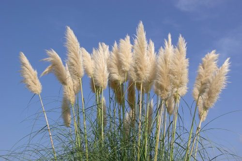 Fehérvirágú pampafű - Cortaderia selloana 