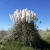 Fehérvirágú pampafű - Cortaderia selloana 