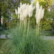 Fehérvirágú pampafű - Cortaderia selloana 