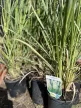 Fehérvirágú pampafű - Cortaderia selloana 