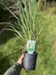Fehérvirágú pampafű - Cortaderia selloana 