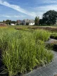 Fehérvirágú pampafű - Cortaderia selloana 