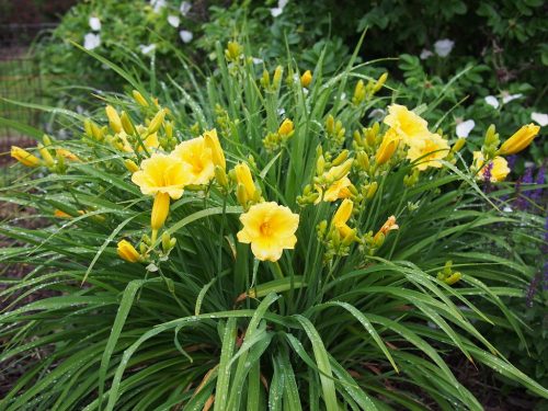 Sásliliom - Hemerocallis Stella d'Oro