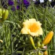Sásliliom - Hemerocallis Stella d'Oro