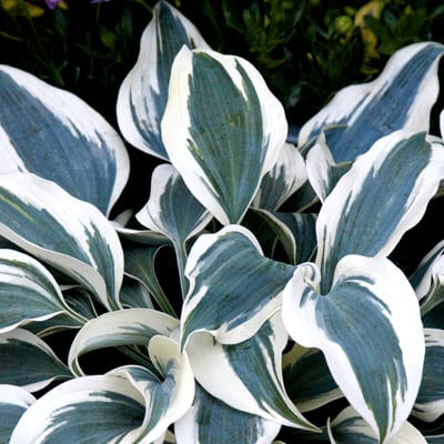 Árnyékliliom - Hosta 'Blue Ivory'