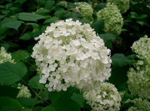 Cserjés hortenzia - Hydrangea arborescens 'Annabelle'