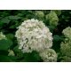 Cserjés hortenzia - Hydrangea arborescens 'Annabelle'