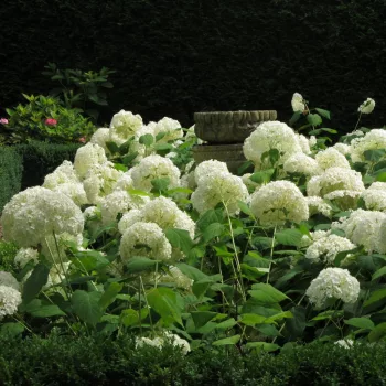   Cserjés hortenzia - Hydrangea arborescens 'Annabelle'