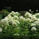 Cserjés hortenzia - Hydrangea arborescens 'Annabelle'