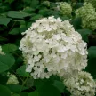 Cserjés hortenzia - Hydrangea arborescens 'Annabelle'