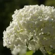 Cserjés hortenzia - Hydrangea arborescens 'Annabelle'