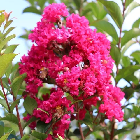 Selyemmirtusz - Lagerstroemia indica x fauriei 'Tonto'