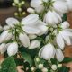Teltvirágú jezsámen - Philadelphus 'Schneesturm'