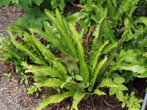 Éplevelű gimpáfrány - Phyllitis scolopendrium