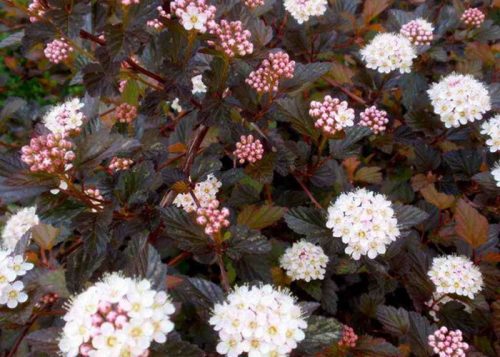 Bordó levelű hólyagvessző - Physocarpus opulifolius 'Red Baron'