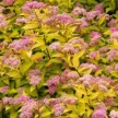 Fodros levelű gyöngyvessző - Spiraea japonica 'Crispa'