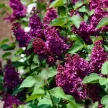 Kerti orgona - Syringa vulgaris 'Andenken An Ludwig Späth'