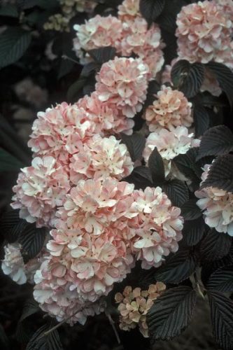 Rózsaszín virágú labdarózsa - Viburnum opulus 'Roseum'