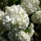 Rózsaszín virágú labdarózsa - Viburnum opulus 'Roseum'