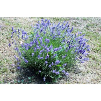 Levendula - Lavandula angustifolia K1,5
